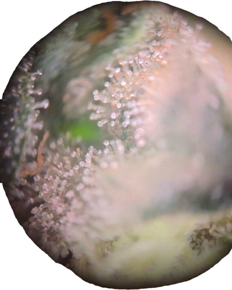 Mikroskopische Nahaufnahme von Trichomen an einer Cannabis-Blüte, die den Reifegrad der Pflanze zeigt.