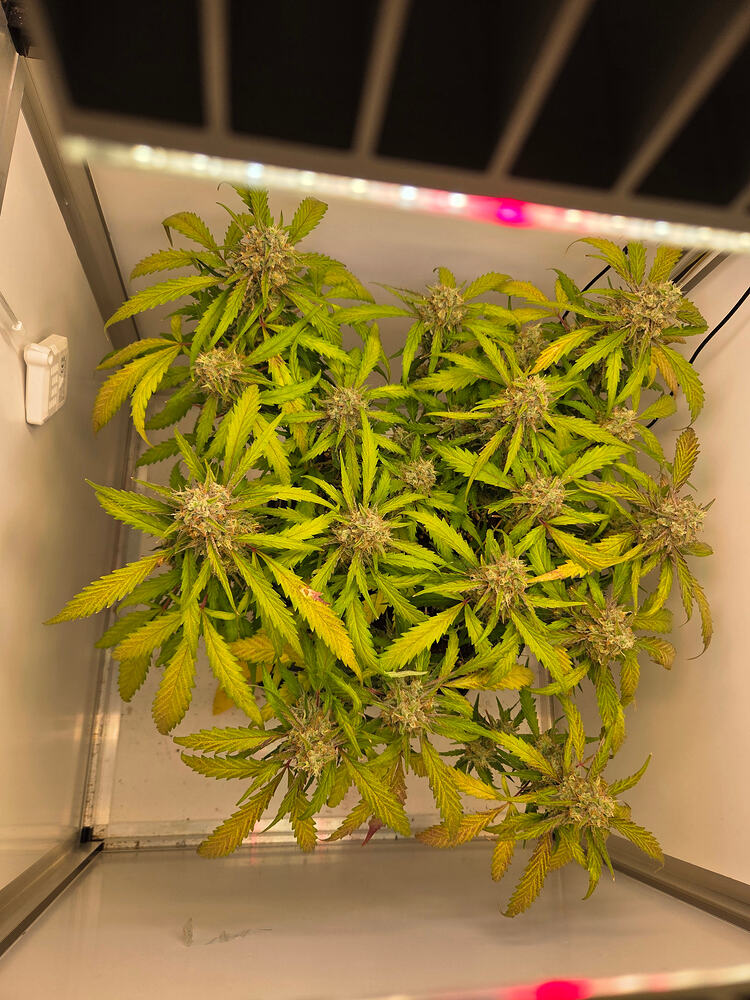 Draufsicht auf eine blühende Cannabis-Pflanze in einer Growbox mit deutlichen gelblichen Verfärbungen an den Blättern.