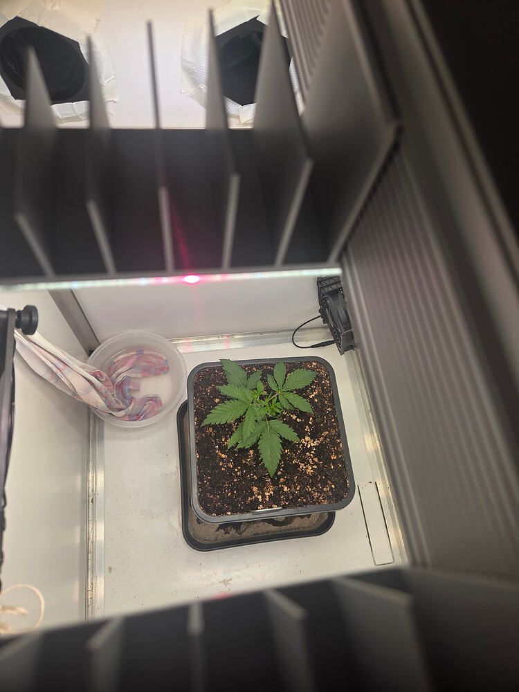 Eine junge Cannabis-Pflanze in einem quadratischen Topf innerhalb einer Growbox, von oben fotografiert.