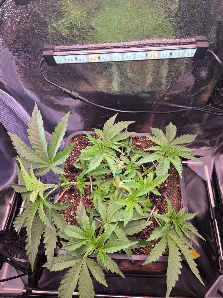 Eine junge Cannabis-Pflanze in einem quadratischen Topf innerhalb eines Grow-Zelts, die mittels LST (Low Stress Training) heruntergebunden wurde, mit einer LED-Seitenleuchte im Hintergrund.