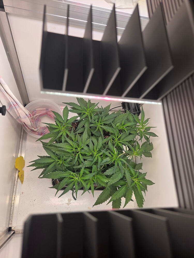 Eine Cannabis-Pflanze in einer Growbox von oben betrachtet, kurz vor der Umstellung auf die Blütephase.