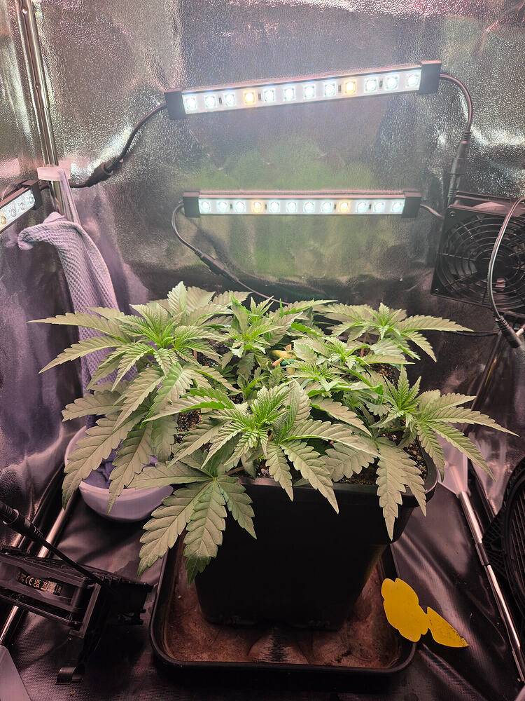 Eine Cannabis-Pflanze in einem Growzelt unter LED-Beleuchtung.