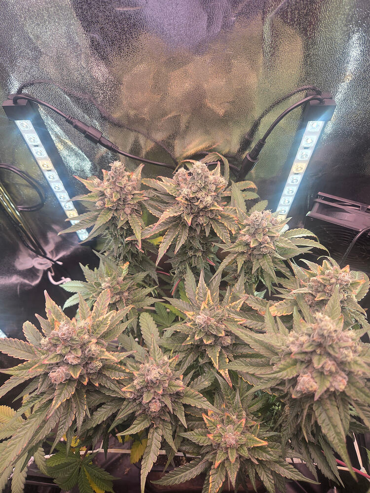 Eine blühende Cap Junky Cannabispflanze in einem Growzelt unter LED-Zusatzbeleuchtung.