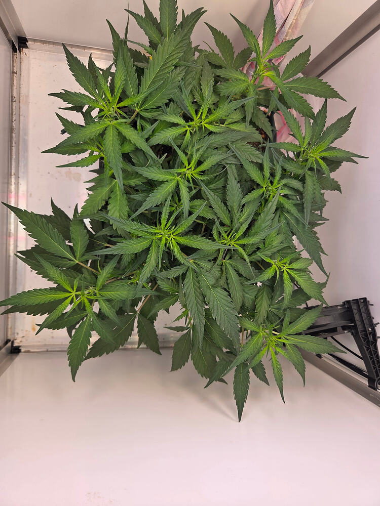 Draufsicht auf eine Wedding Cake Fast Cannabispflanze in einem Growzelt zu Beginn der Blütephase.