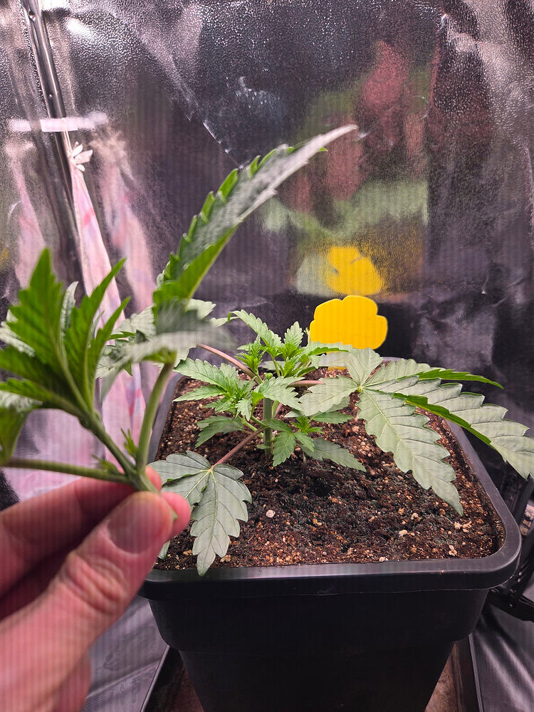 Eine junge Cannabispflanze in einem quadratischen Topf in einem Growzelt, die gerade mit einer Schere beschnitten oder trainiert wird.