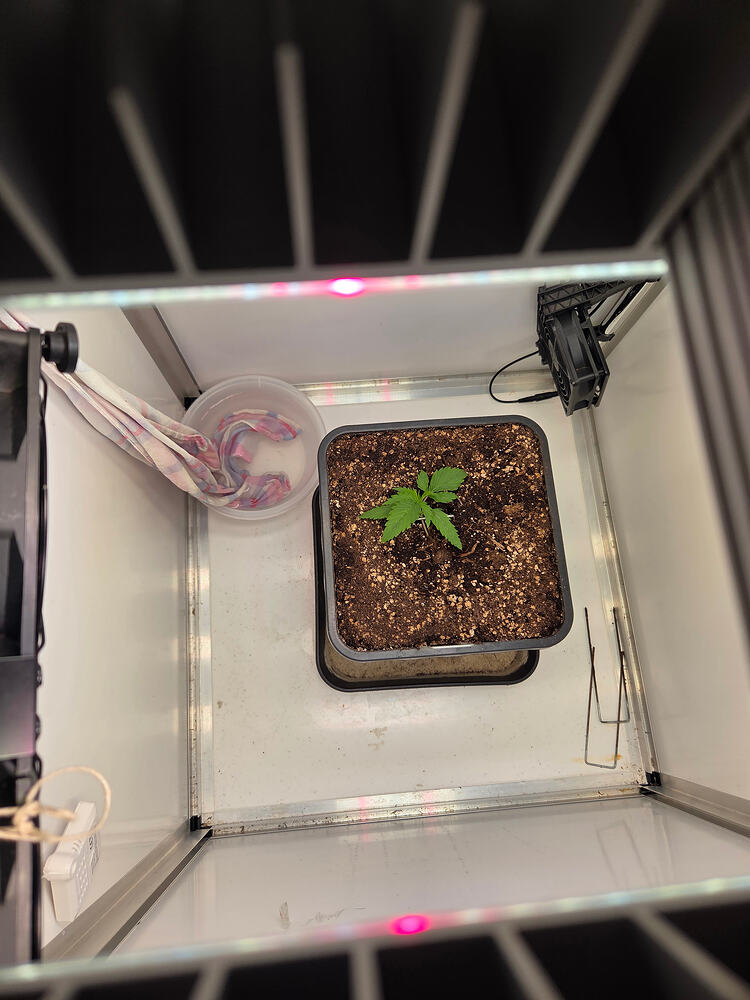Eine junge Cannabispflanze in einem quadratischen Topf innerhalb einer Growbox, von oben fotografiert.
