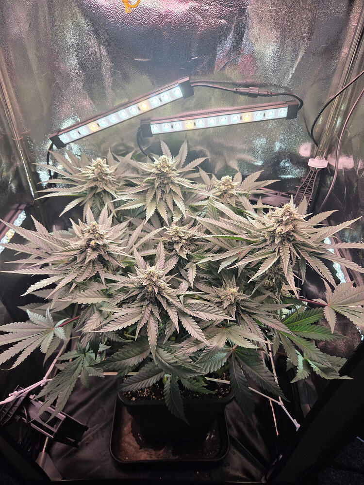 Eine blühende Cap Junky Cannabispflanze in einem Growzelt unter LED-Beleuchtung.