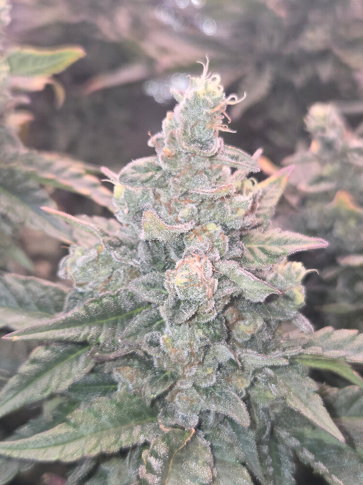 Nahaufnahme eines stark mit Trichomen besetzten Cannabis-Buds in der späten Blütephase.