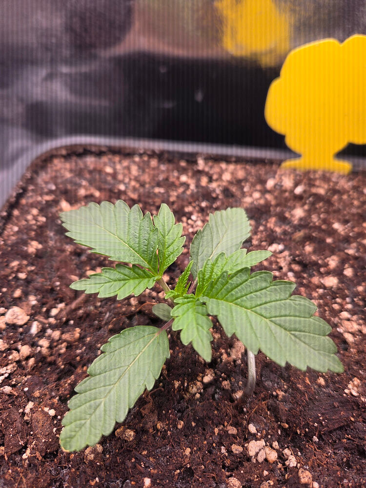 Ein junger Cannabis-Sämling an Tag 12 in einem Topf mit Erde, im Hintergrund ist eine gelbe Klebefalle zu sehen.