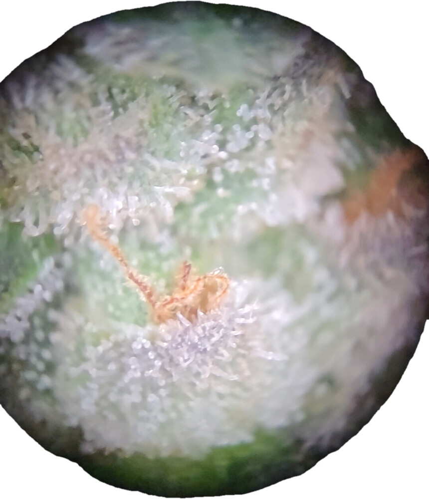Nahaufnahme einer Cannabis-Blüte durch ein Mikroskop, die Trichome und Stempel zeigt.