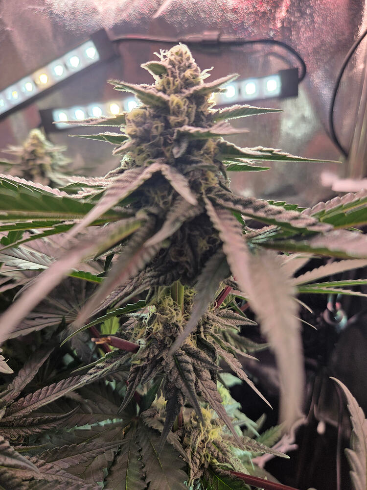 Nahaufnahme eines Cannabis-Buds der Sorte Cap Junky in der Blütephase unter LED-Beleuchtung.