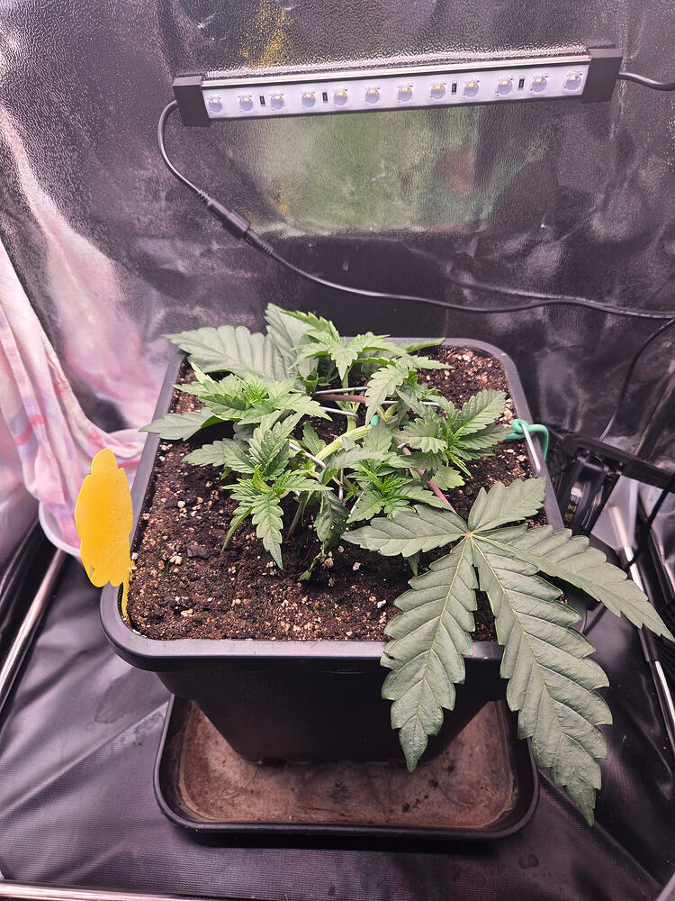 Eine junge Cannabispflanze in einem quadratischen Topf in einer Growbox, die mit LST-Draht trainiert wurde.