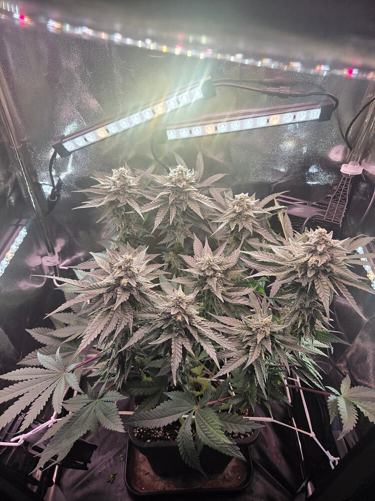 Eine Cap Junky Cannabispflanze in der Blütephase in einem Growzelt mit LED-Zusatzbeleuchtung.