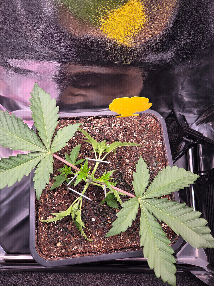 Eine junge Cannabispflanze in einem quadratischen Topf, die mit Metallklammern (LST) trainiert wurde.