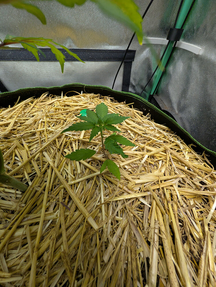 Doc vs Zeno Growbattle (MDGA)