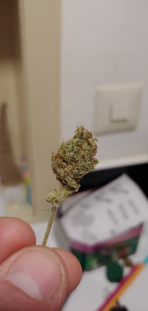 Reise ins Unbekannte 🛰️ Teil 2 / 1. Grow Photoperiodisch, mit eigener Erdmischung für eine Blue Gelato 41