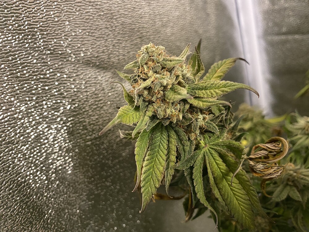 Mein erster Indoor Grow: 240W Caluma Force LED mit 1x Special Queen 1x French Toast x White Truffle 1x Gush Mints x Grape Cream