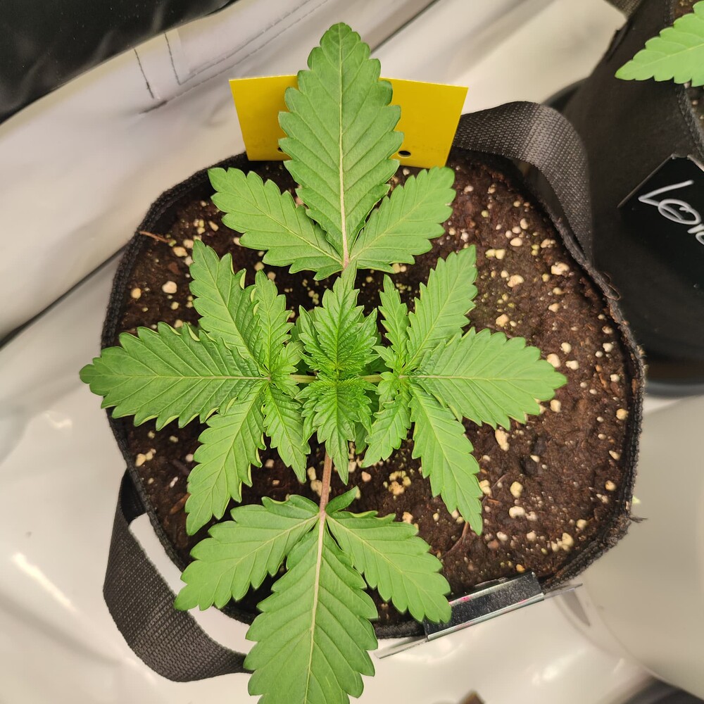 Gelato Feminisiert (Zamnesia) Produktfoto