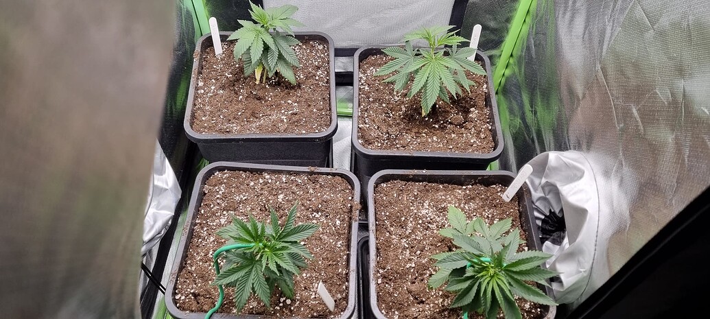 5 x Indica auf Mineralisch