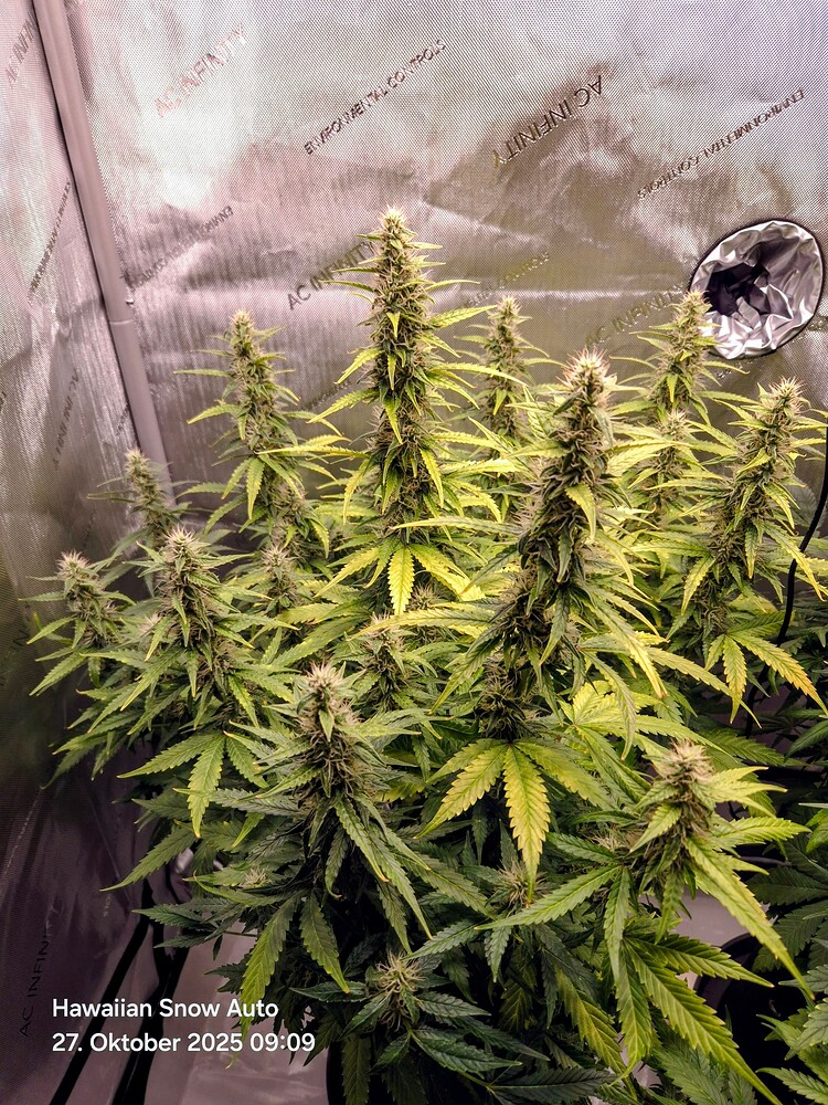 Hawaiian Snow Auto (Ganja Farmer) Produktfoto