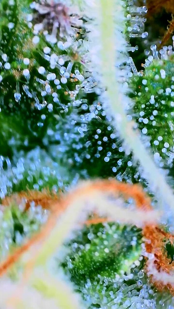 Mandarine XL Auto (Ganja Farmer) Produktfoto
