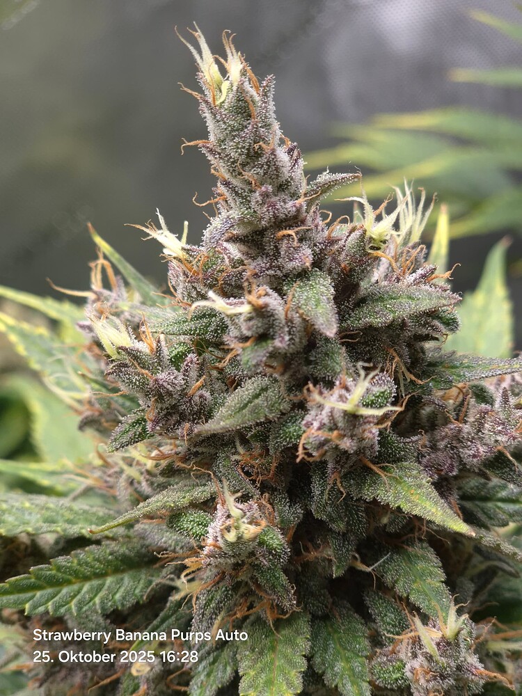 Strawberry Banana Purps Auto (Ganja Farmer) Produktfoto