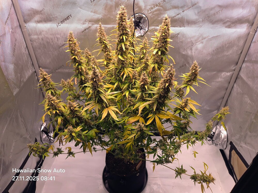 Hawaiian Snow Auto Produktfoto