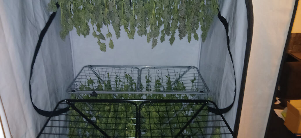 Ebbe Flut System Ec Monstergrow