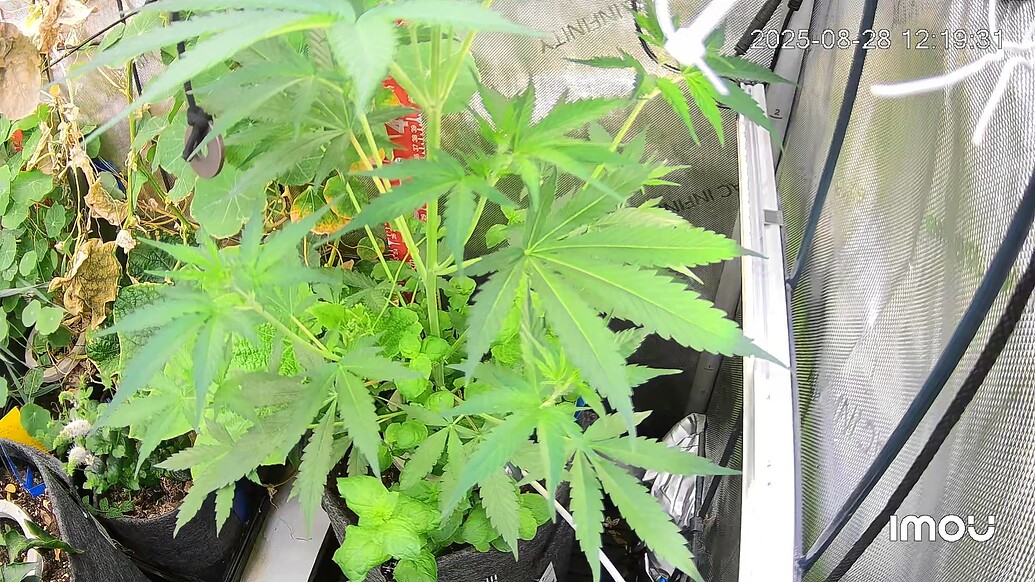 Der Sommergrow, der keiner werden sollte…. Ups…