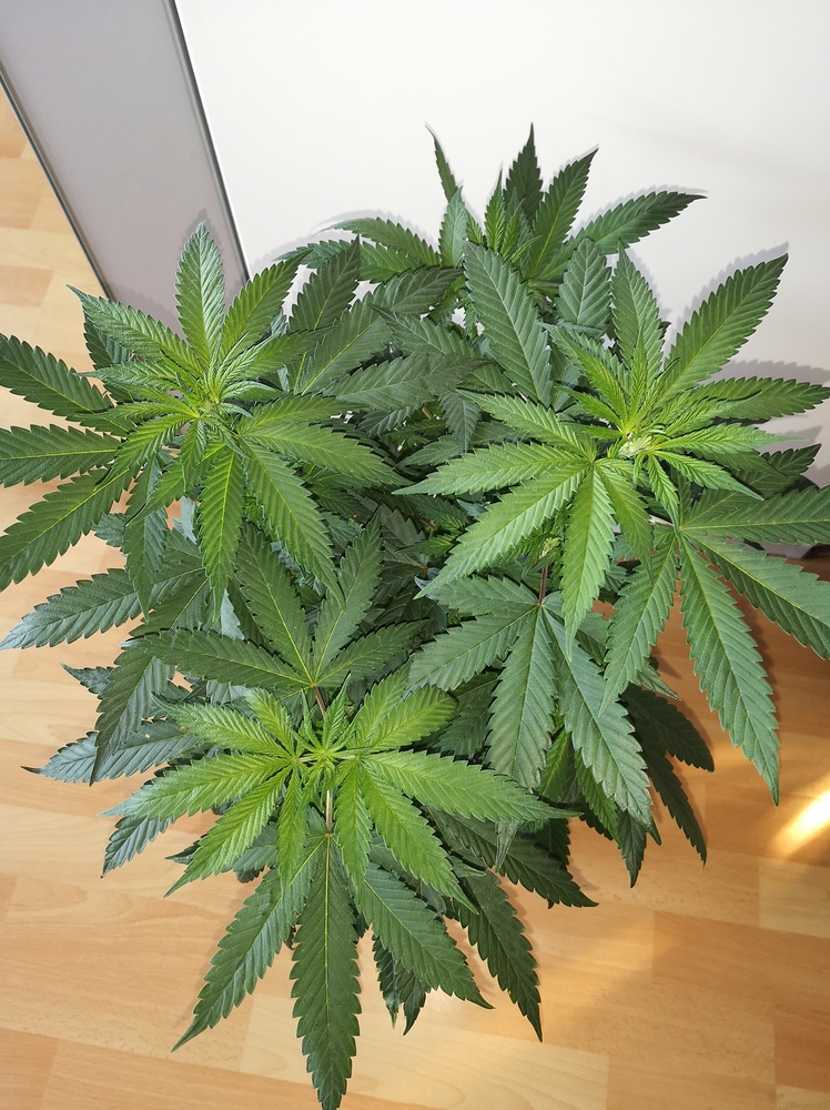O.G Kush Produktfoto