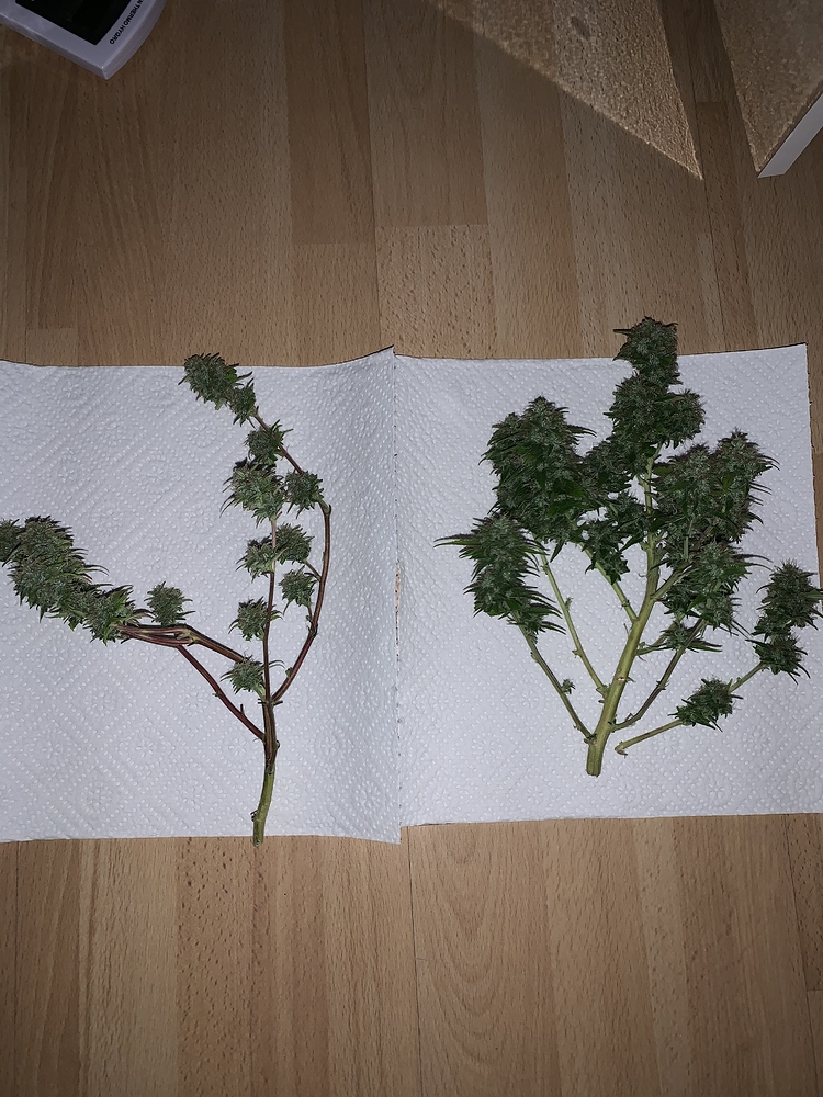 Report Mini Growbox