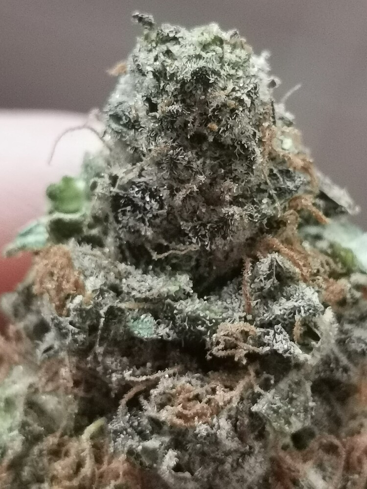 Ganja Farmer Promo Grow - Biscotti -
