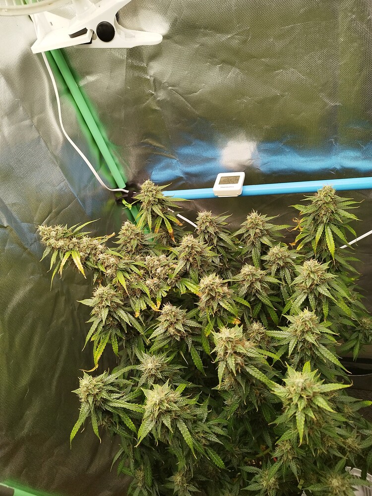 Auto Bruce Banner (Linda Seeds) Produktfoto
