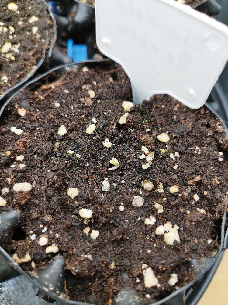 Chocolate Rainbow XXL Feminisiert (Sensi Seeds) Produktfoto