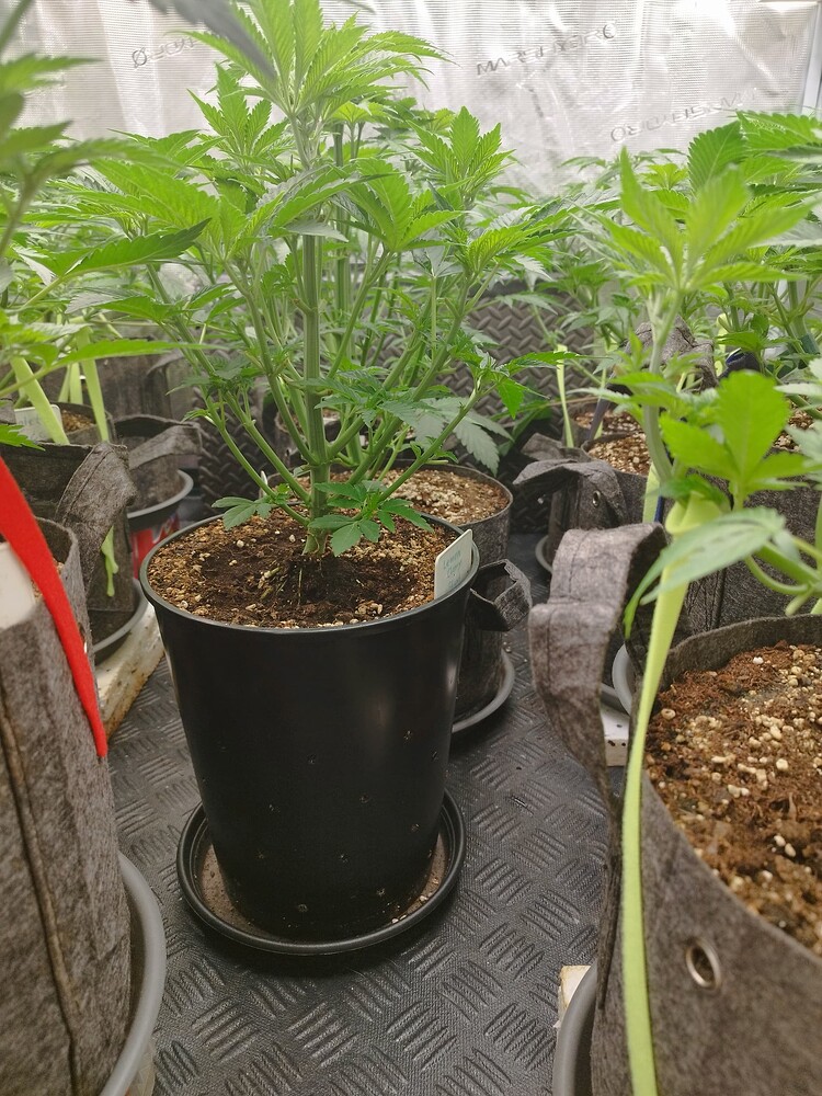 Lemon Cherry Sherb Feminisiert (Cookies Seed Bank) Produktfoto