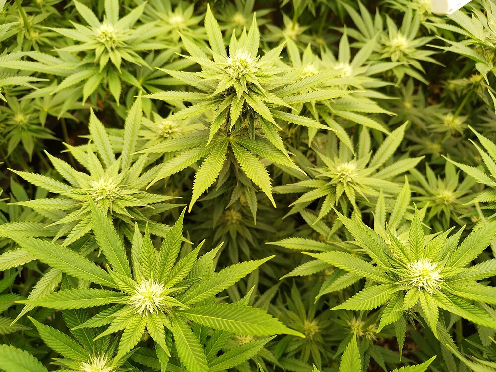 Rainbow Mints Feminisiert (00 Seeds) Produktfoto
