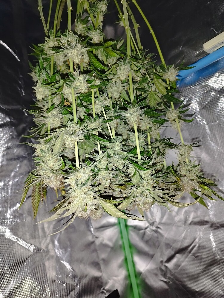Frozen Black Cherry Produktfoto