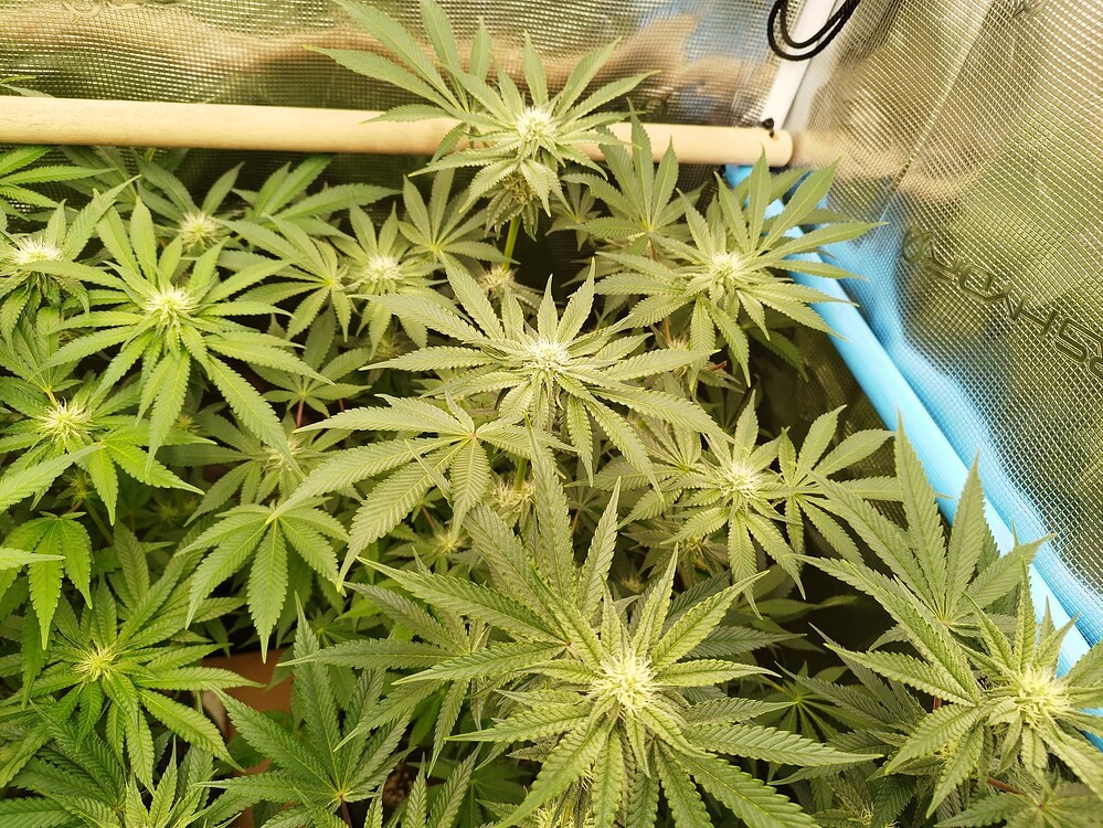 Violet Face Feminisiert (Anesia Seeds) Produktfoto