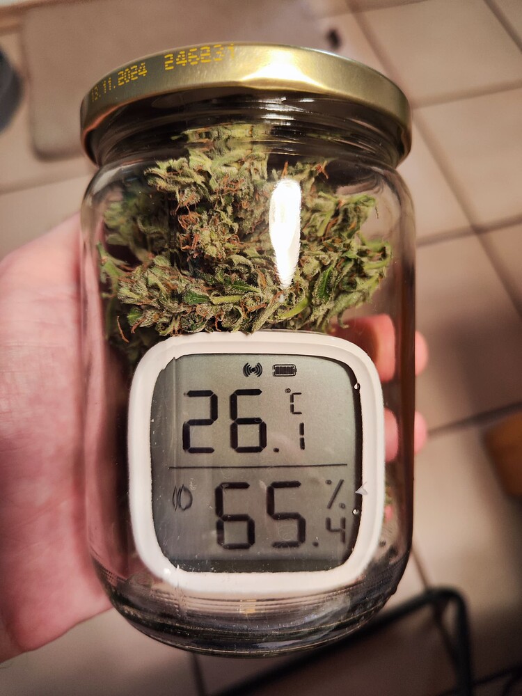 [Abgeschlossen] Mein erster outdoor Grow: Sunset Sherbet, Candy Rain und Strawberry Cough