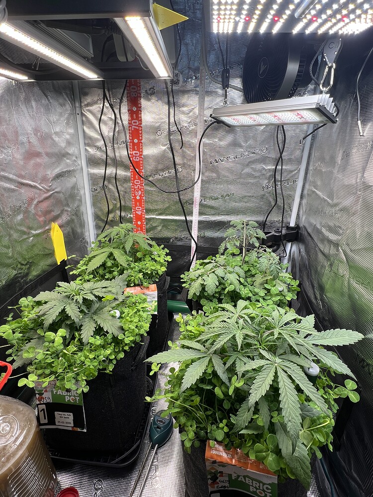Tangie XXL Auto (BSF Seeds) Produktfoto