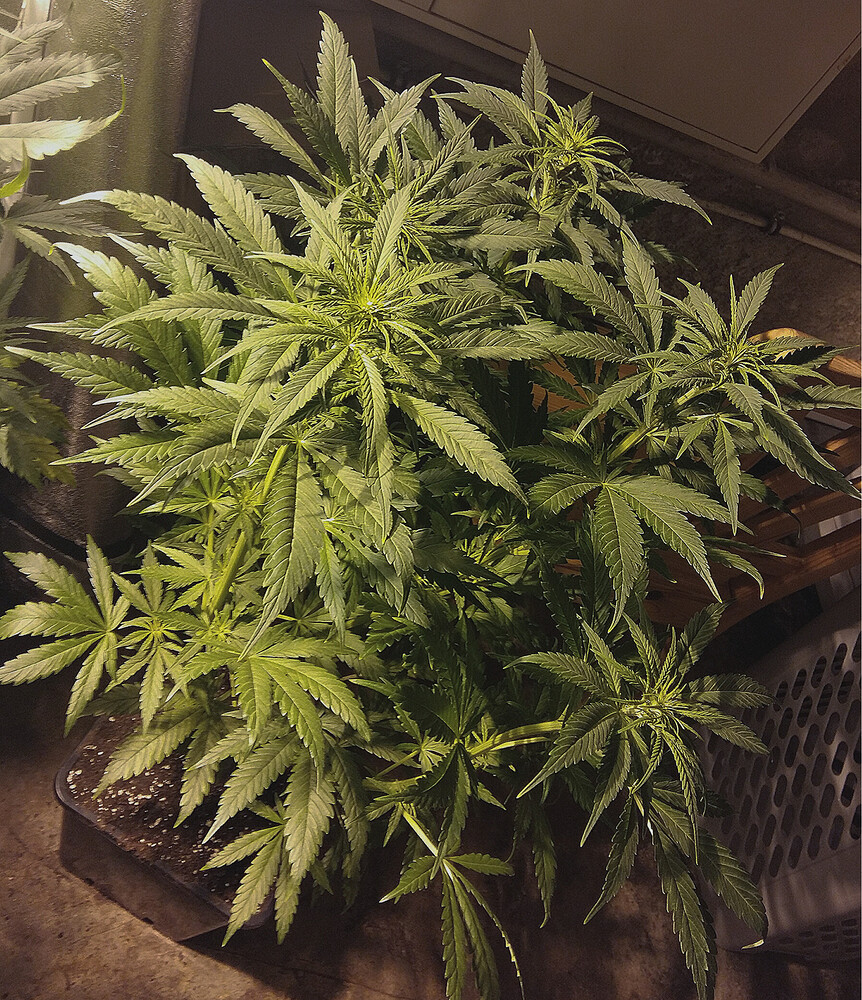 Amnesia Haze Produktfoto