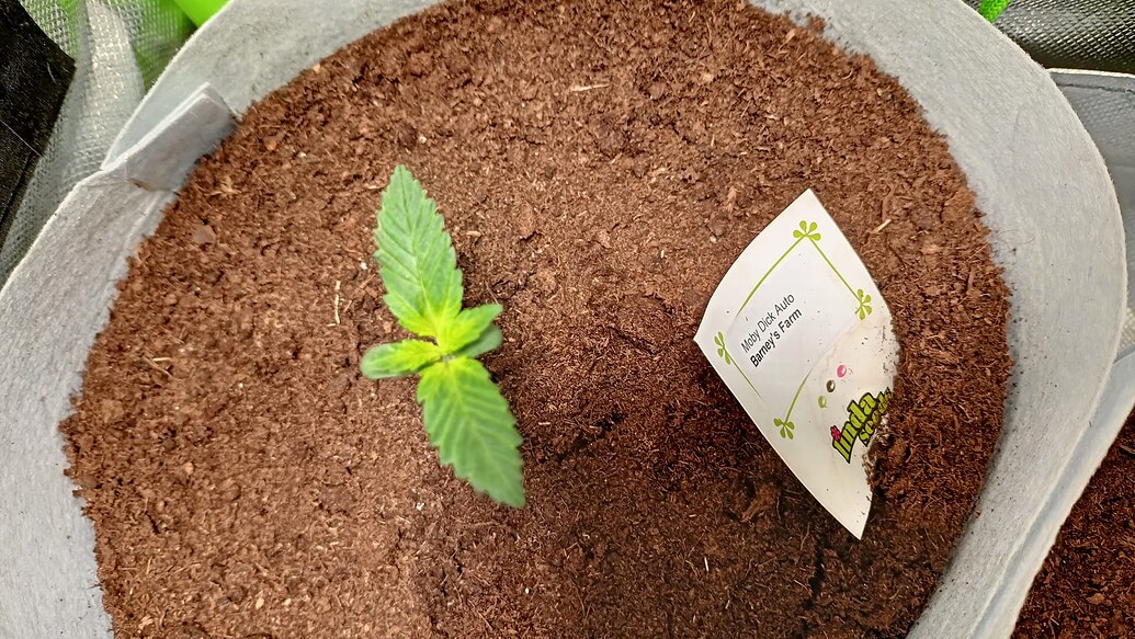 Moby Dick Auto (Barney's Farm) Produktfoto