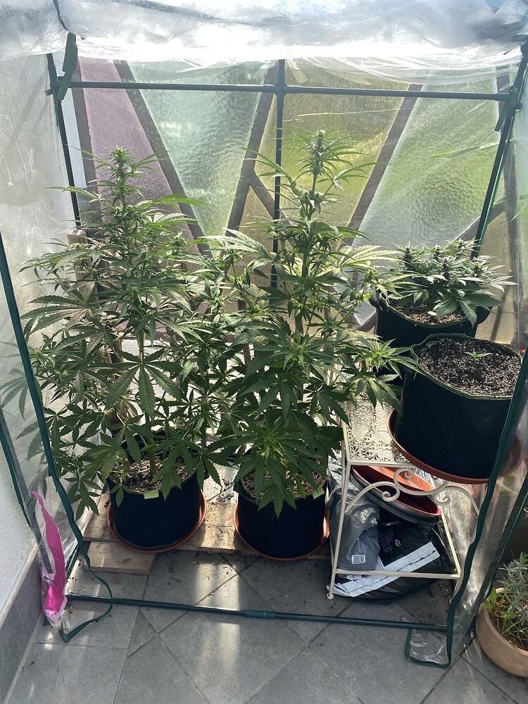 Frühstart Autogrow Gewächshaus
