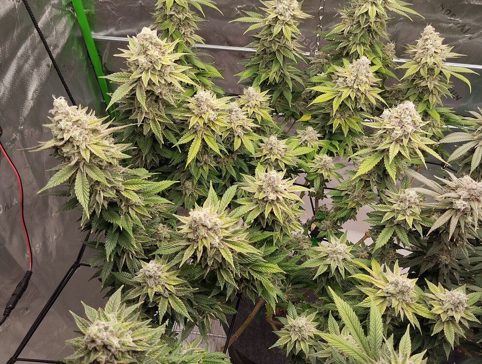 Alien Cookies Produktfoto