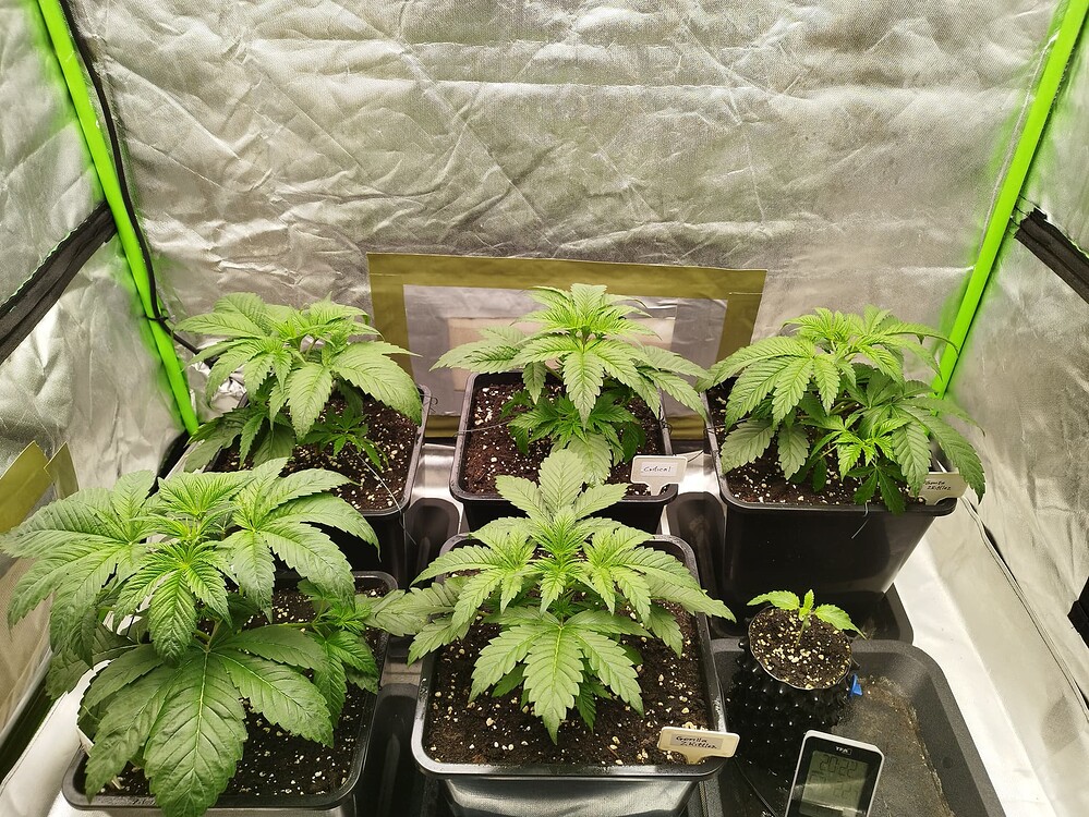 Gorilla Zkittelz Produktfoto
