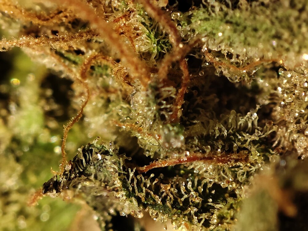 *BlüteWoche 12* White Widow und Rainbow Candy aus der Polnischen Jagdwurst *Sour Diesel - FAIL - hermaphrodite