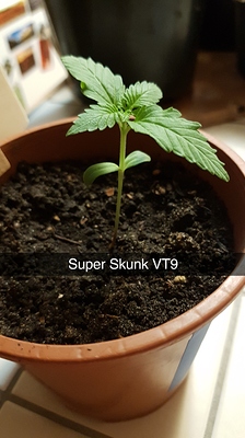 Super Skunk Auto Produktfoto