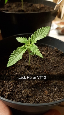 Jack Herer Produktfoto