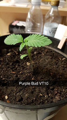 Purple Bud Produktfoto