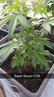 Mein erster Grow - Outdoor (Sensi Skunk, Purple Bud, Super Skunk, Skunk#1, Jack Herer)